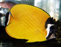 Image of Chaetodon wiebeli (Hongkong butterflyfish)