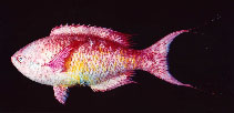 Image of Clepticus brasiliensis 