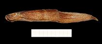 Image of Clariallabes heterocephalus 
