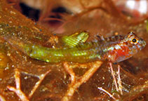 Image of Coryphopterus alloides (Barfin goby)