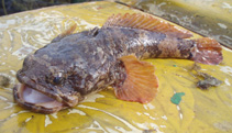 Image of Colletteichthys flavipinnis (Yellowfin toadfish)