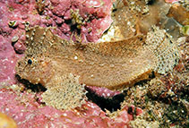 Image of Cocotropus larvatus (Ghost velvetfish)
