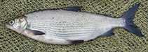 Image of Coregonus maraenoides (Peipsi whitefish)