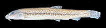 Image of Cobitis phrygica (Aci spined loach)