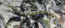 Image of Corythoichthys polynotatus (Many-spotted pipefish)