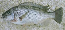 Image of Corematodus shiranus 