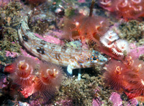 Image of Cryptotrema corallinum (Deep-water blenny)