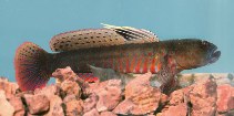 Image of Cryptocentroides gobioides (Crested oystergoby)