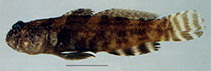 Image of Cryptocentrus tentaculatus (Tentacle shrimpgoby)
