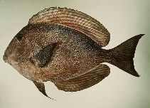 Image of Ctenochaetus marginatus (Striped-fin surgeonfish)