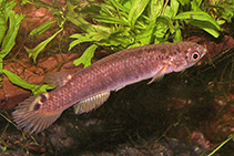 Image of Cynodonichthys birkhahni 