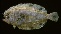 Image of Cyclopsetta fimbriata (Spotfin flounder)