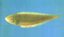 Image of Cynoglossus gracilis 