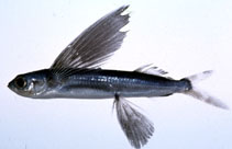 Image of Cypselurus hiraii 