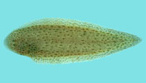 Image of Cynoglossus itinus (Speckled tongue sole)
