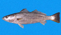 Image of Cynoscion phoxocephalus (Cachema weakfish)