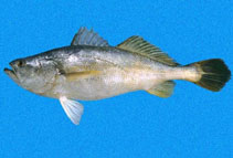 Image of Cynoscion praedatorius (Boccone weakfish)