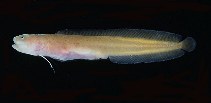Image of Dermatopsis macrodon (Eastern yellow blindfish)
