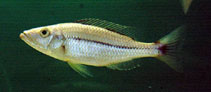 Image of Dimidiochromis dimidiatus (Ncheni type haplochromis)