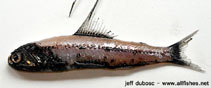 Image of Diaphus fragilis (Fragile lantern fish)