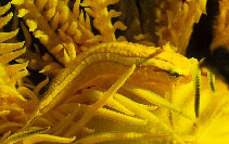 Image of Discotrema monogrammum (Oneline clingfish)