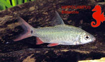 Image of Distichodus notospilus 