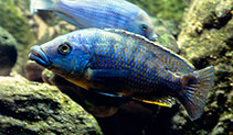 Image of Eclectochromis lobochilus 