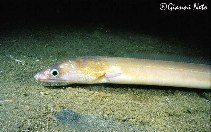 Image of Echelus myrus (Painted eel)