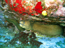 Image of Echidna peli (Pebbletooth moray)