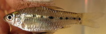 Image of Enteromius lukusiensis 