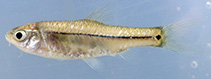 Image of Enteromius nigrifilis 