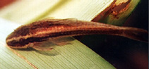 Image of Epactionotus bilineatus 