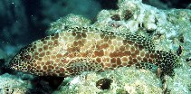 Image of Epinephelus merra (Honeycomb grouper)