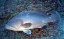 Image of Hyporthodus nigritus (Warsaw grouper)