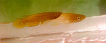 Image of Epiplatys spilargyreius 