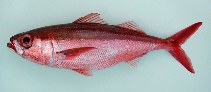 Image of Erythrocles monodi (Atlantic rubyfish)