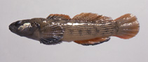 Image of Etheostoma basilare (Corrugated darter)