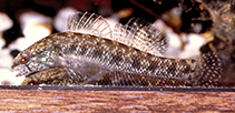 Image of Etheostoma collis (Carolina darter)