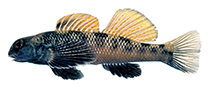 Image of Etheostoma longimanum (Longfin darter)