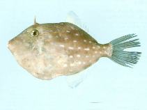 Image of Eubalichthys caeruleoguttatus (Blue-spotted leatherjacket)