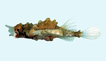 Image of Eurypegasus draconis (Short dragonfish)