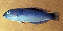 Image of Frontilabrus caeruleus 