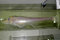 Image of Freemanichthys thompsoni 