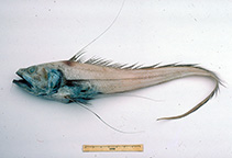 Image of Gadomus aoteanus (Filamentous rattail)