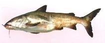 Image of Genidens barbus (White sea catfish)