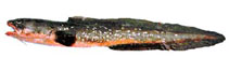 Image of Genypterus chilensis (Red cusk-eel)