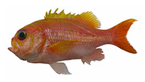 Image of Giganthias serratospinosus (Spinyfin Perch)