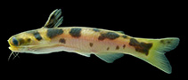 Image of Gephyromochlus leopardus 