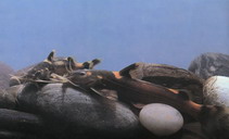 Image of Glyptothorax quadriocellatus 