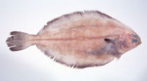 Image of Glyptocephalus stelleri (Blackfin flounder)